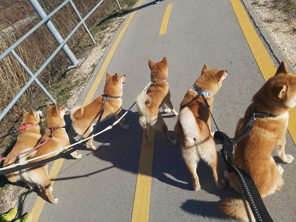 egular group walks help our Shibas build confidence, practise good behaviour, and become comfortable with different environments. Daily experiences like these are an important part of their socialisation and balanced development.