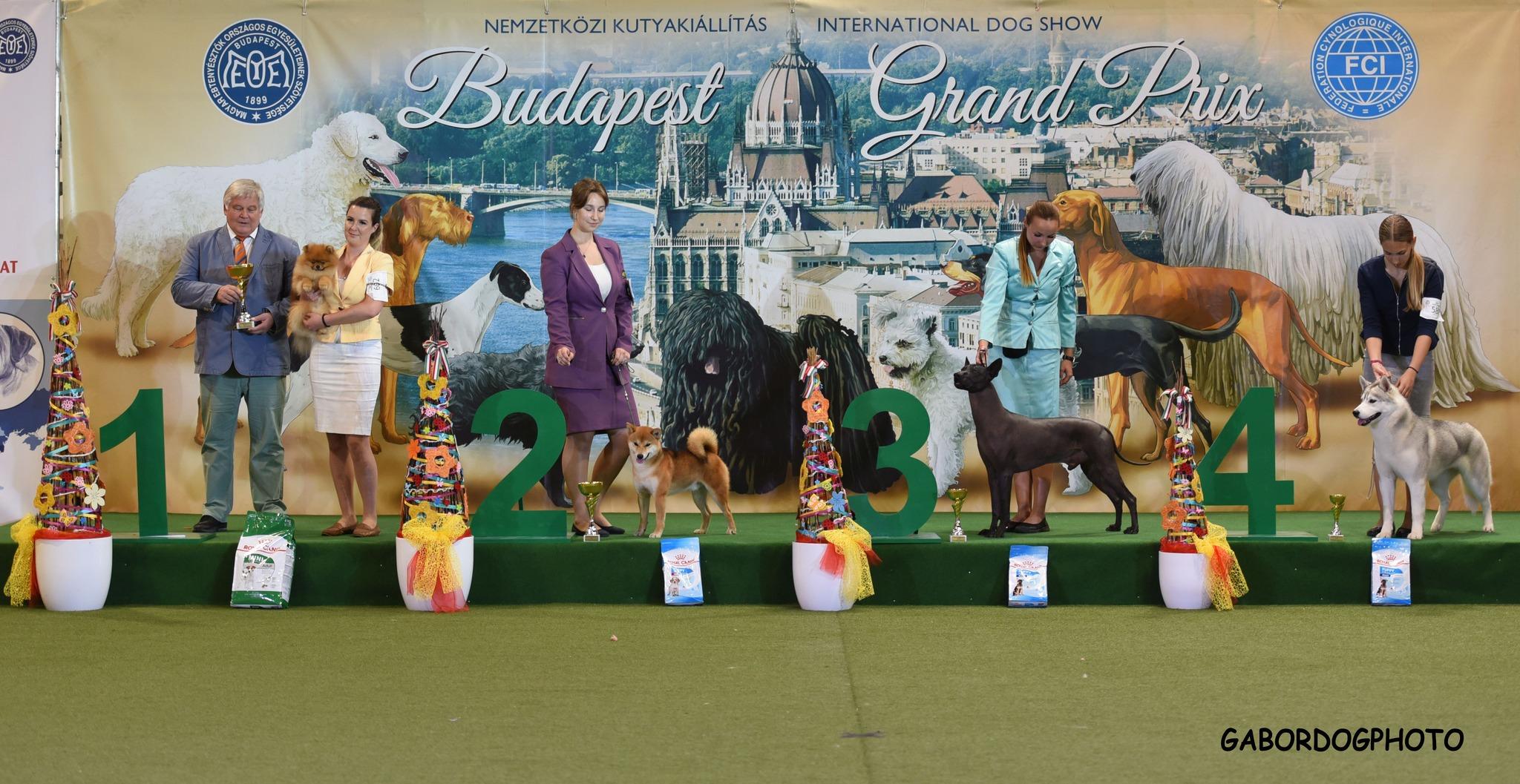 Ai Rin Akanegawa Szibéria Cédrus, born March 9, 2021, completed her Minor Hungarian Champion title at the Sárvár CACIB Show.

Handler: Balázs Katica
Training: Lenke Grebhardt

A beautiful achievement and a proud milestone for our kennel.