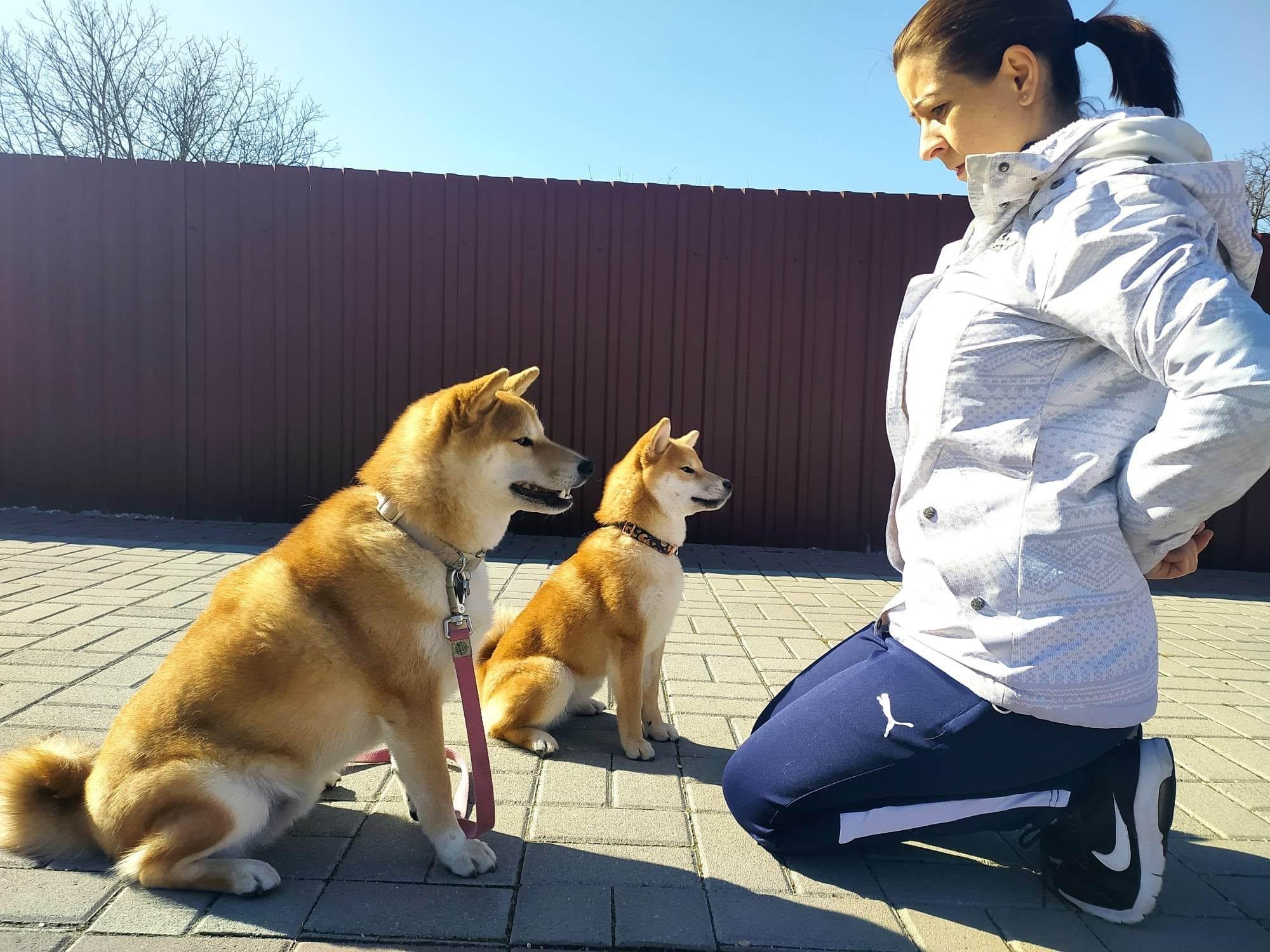 Positive, consistent training helps build confidence, good manners, and a strong bond between Shiba Inu and owner. Early training and socialisation are an important part of raising a balanced, well-adjusted dog.