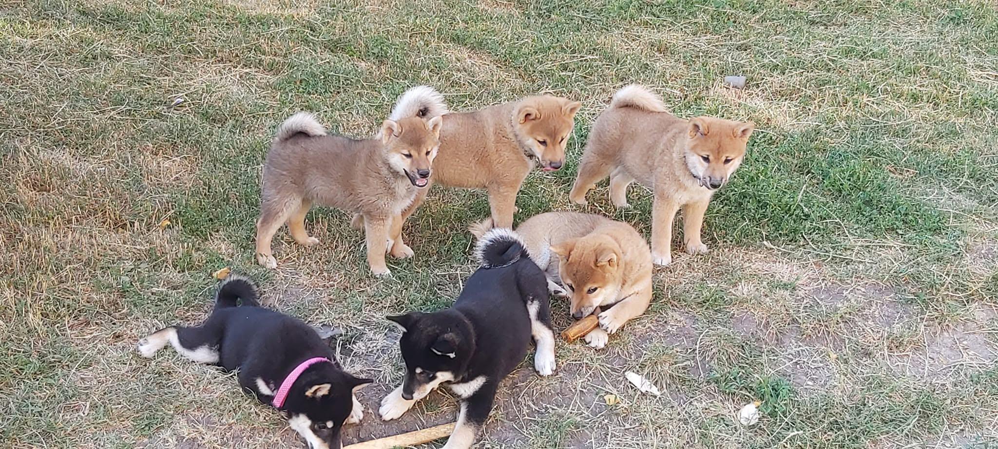 Our puppies grow up together, learning through play, exploration, and interaction with their littermates. These early experiences help support confidence, communication, and healthy social development.