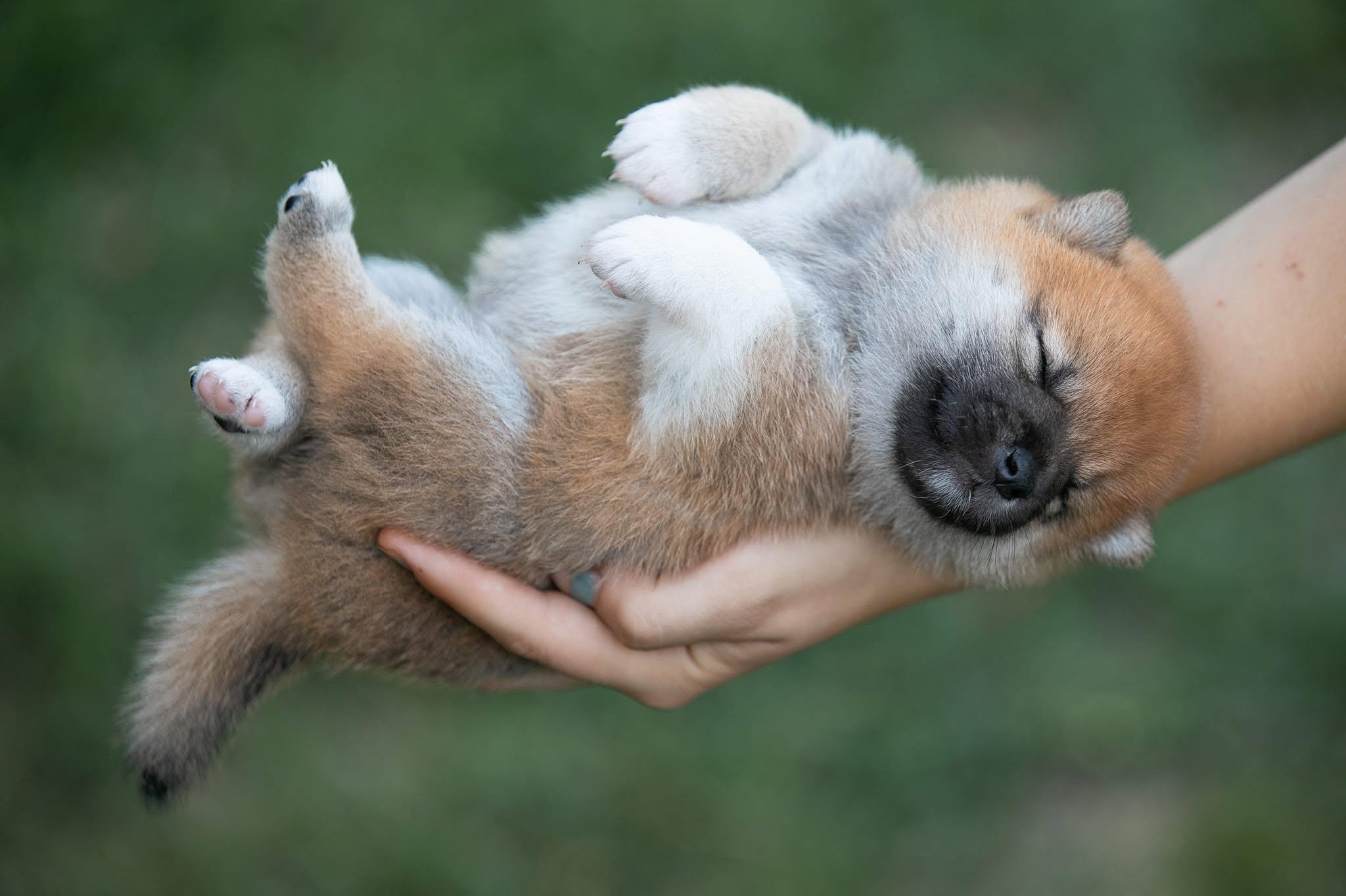 Spring 2023 puppies at two weeks old.