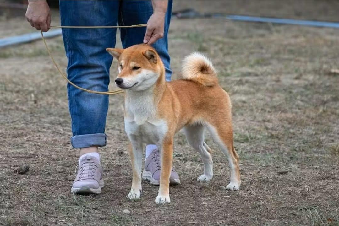 Boni