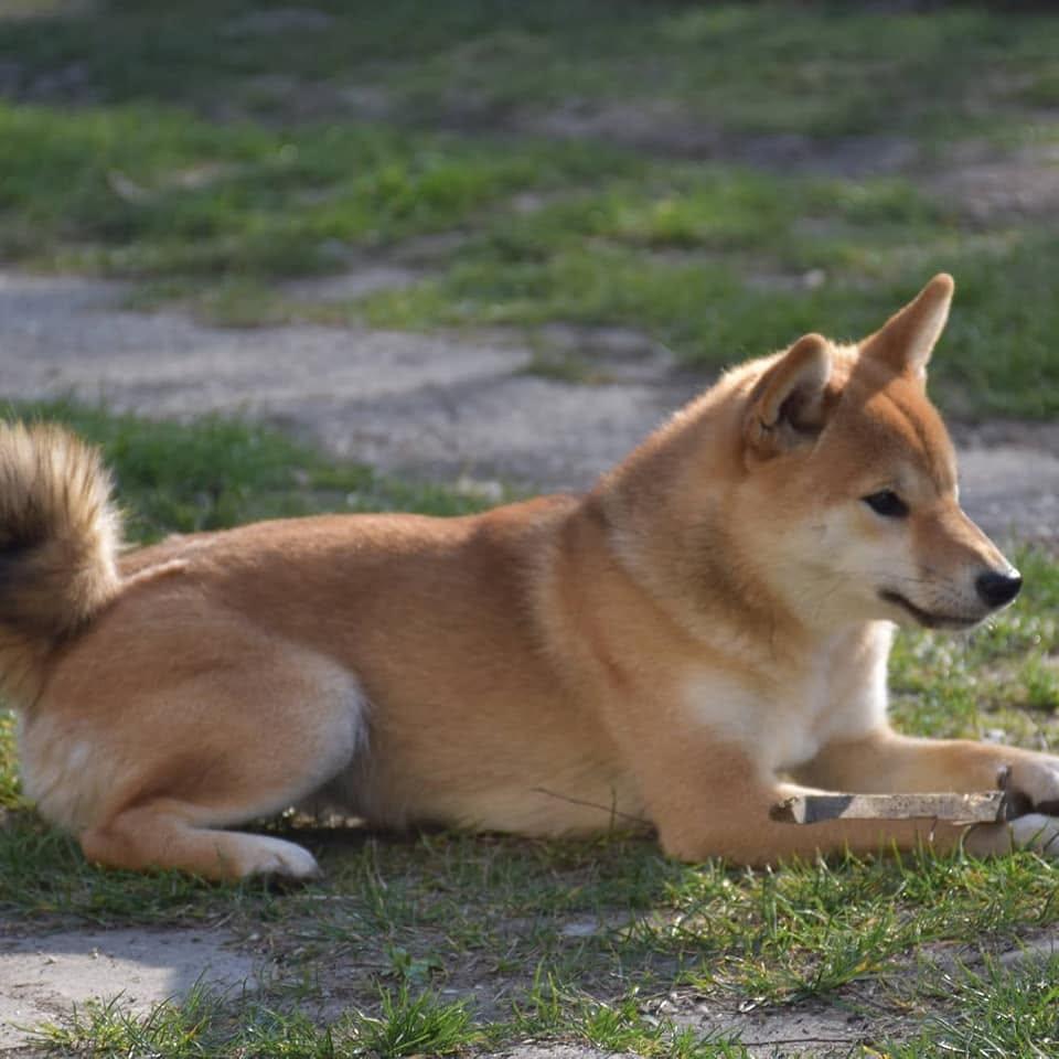 Shira