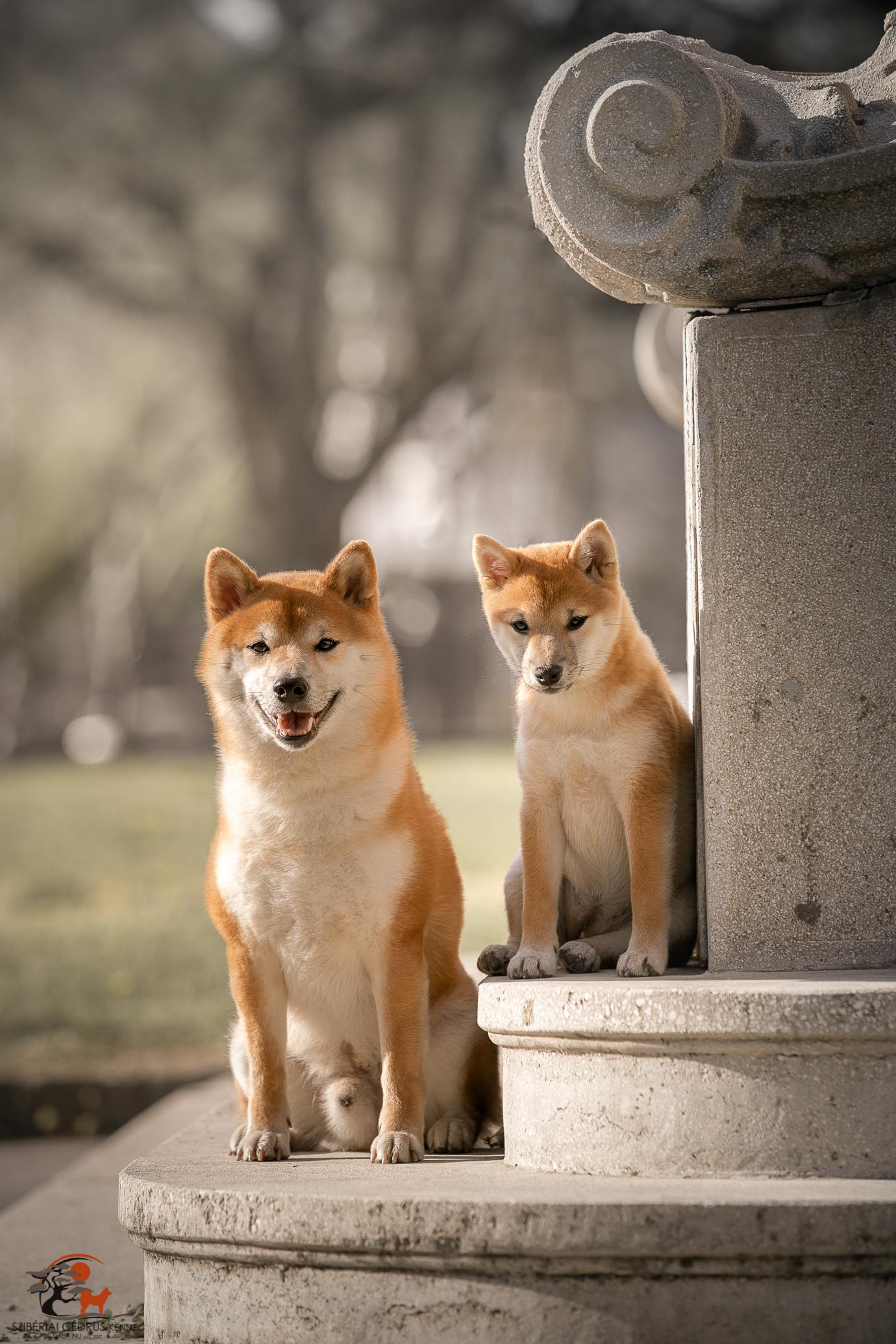 A Shiba Inu dog in a snowy landscape