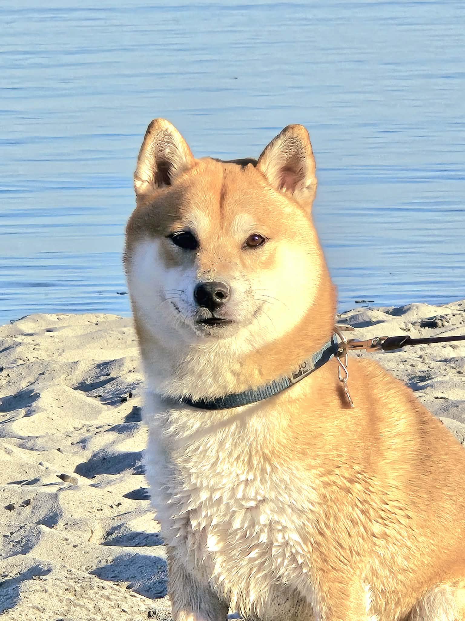Roni
