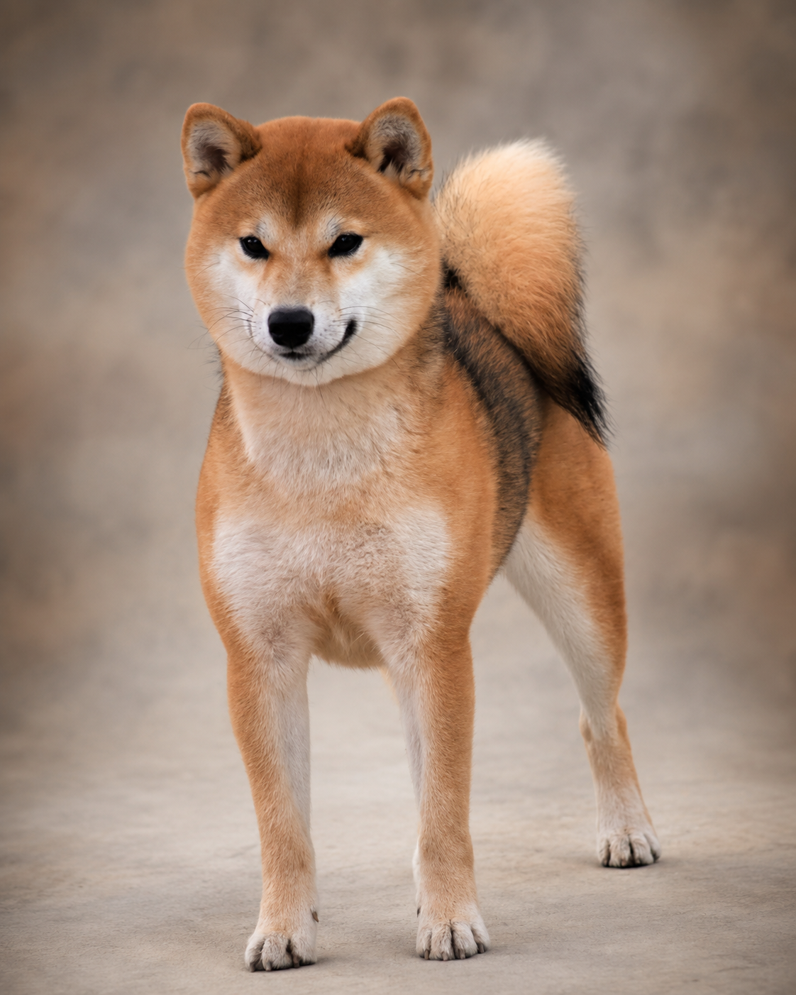 FUJIN 