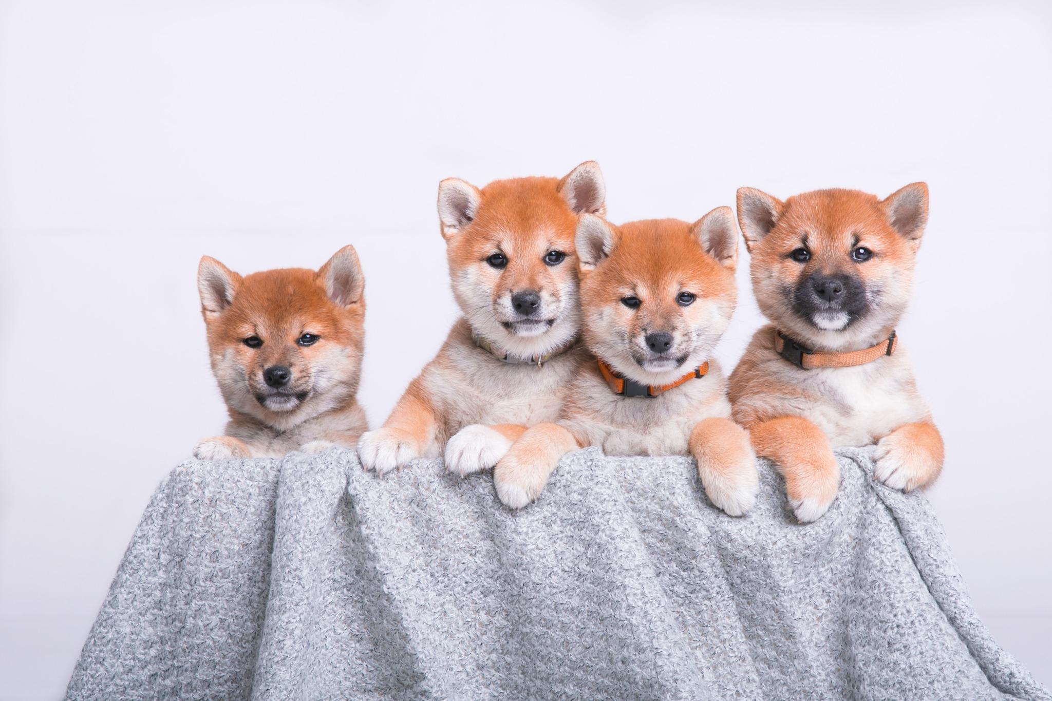 A cute Shiba Inu puppy being gently held