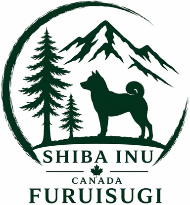 Furuisugi Shiba Inu