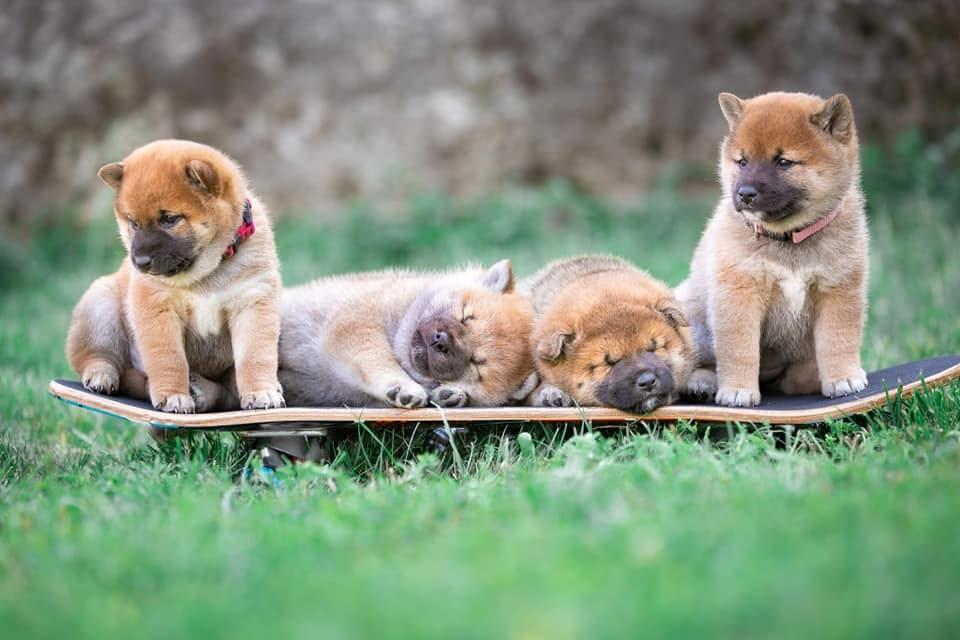 Close-up of a Shiba Inu dog with a playful expression