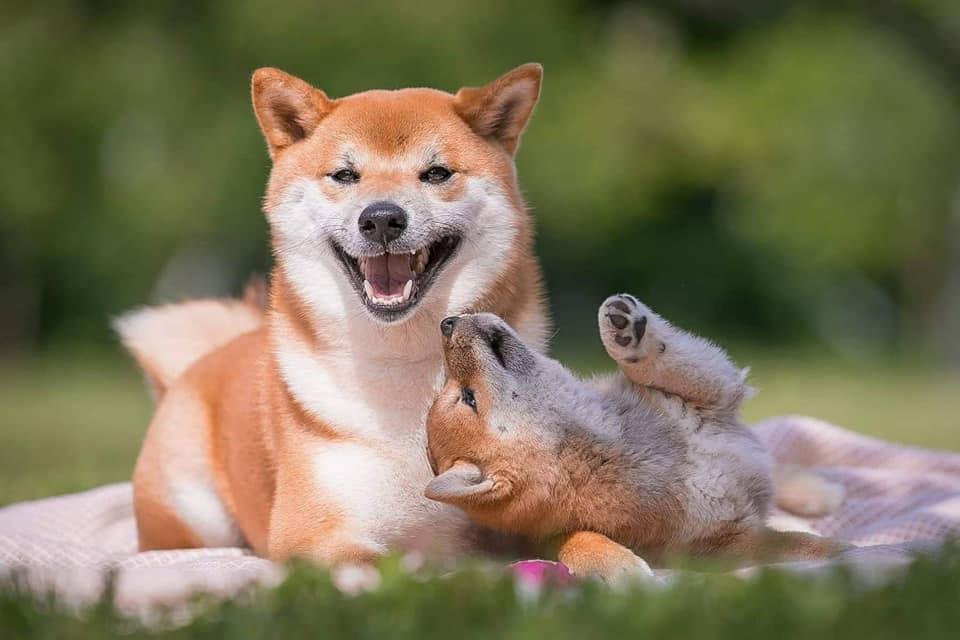 A Shiba Inu dog walking in a sunlit park surrounded by tall trees