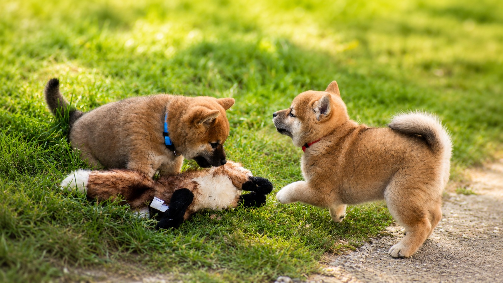 Understanding the Breed's Temperament Understanding the Breed's Temperament